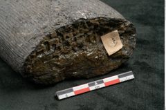 Foto (Detailansicht) von Calamites communis Ettingshausen (NHMW-GEO-2024-0188-10969)